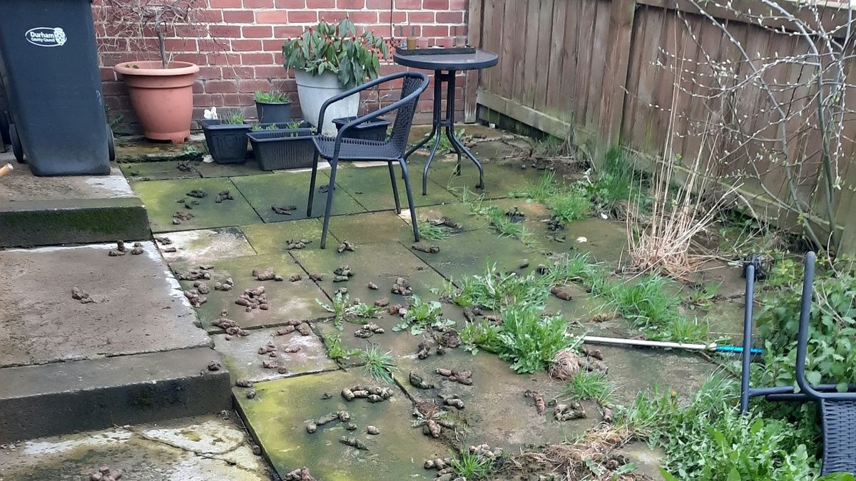 A dog owner has been fined more than £750 for allowing their pet to poo in their own garden