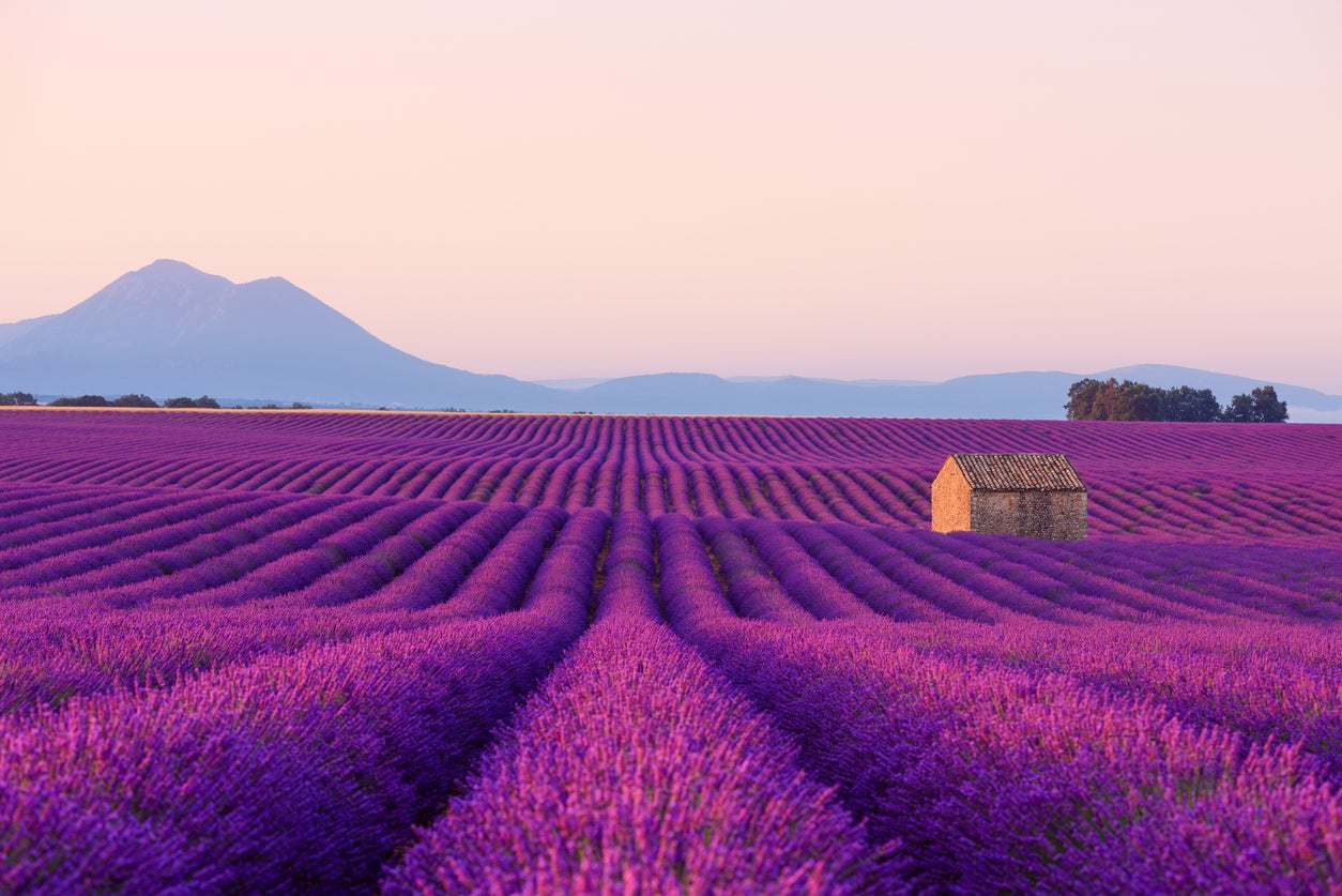 Lavender fields are a well-known sight in Provence