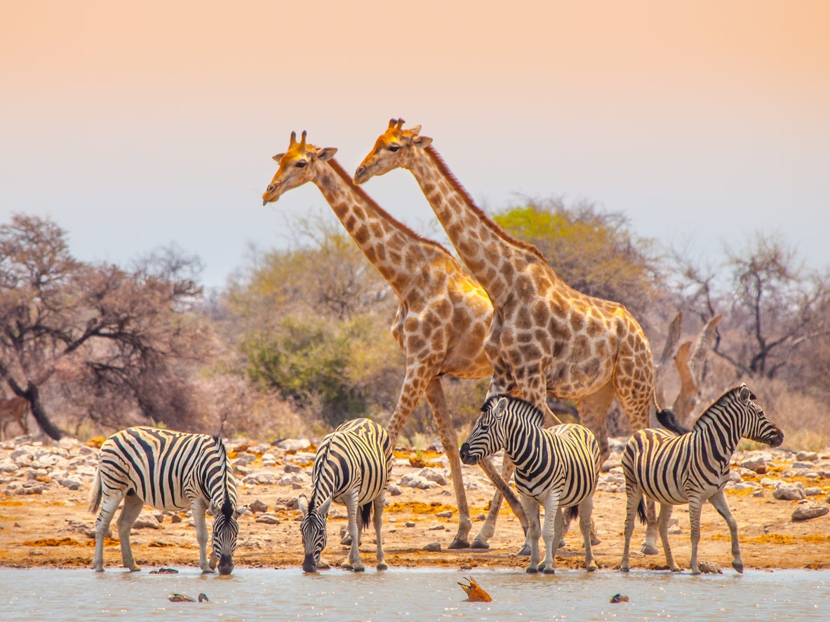 Zebra and giraffe at a watering hole in Etosha National Park