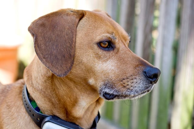 <p>Mixed breed dog with an electronic collar on</p>