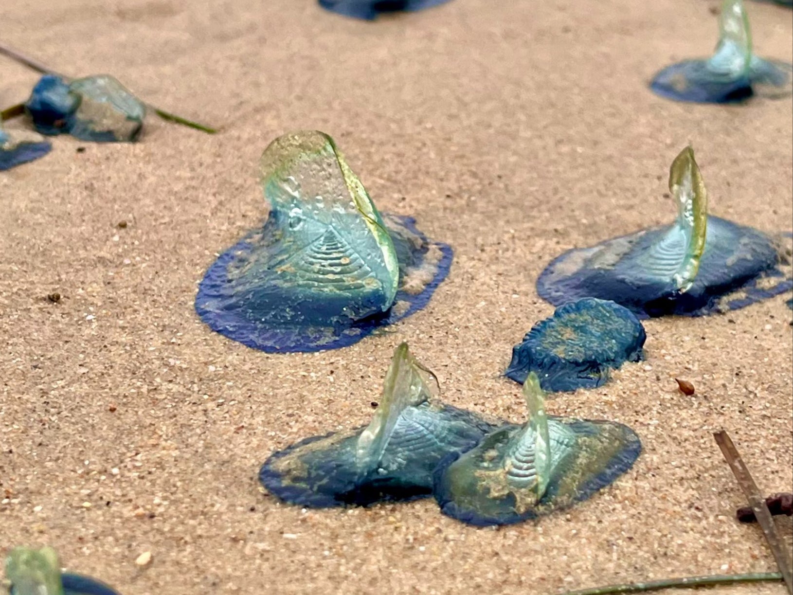 Ocean Critters at Zuma Beach