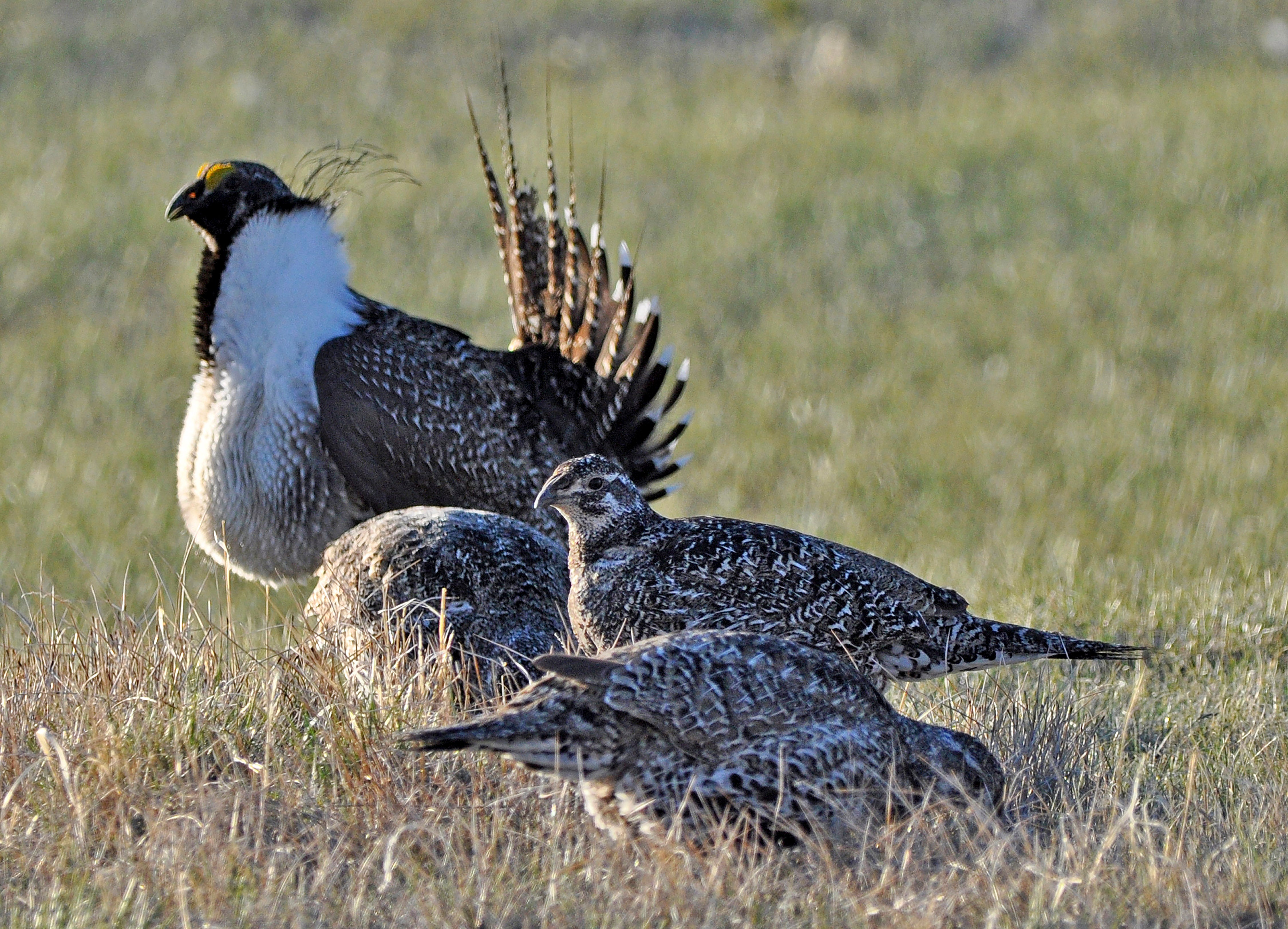Bistate Grouse Listing