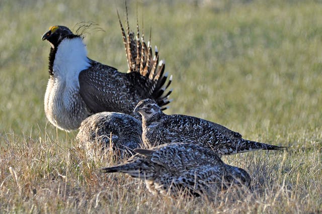 Bistate Grouse Listing