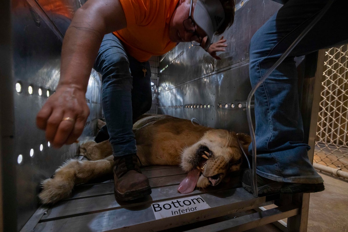 Lions, a bear and a camel say goodbye to Puerto Rico’s zoo