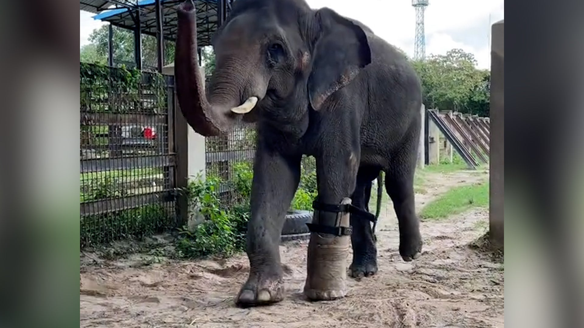 <p>Asian elephant who lost leg to snare gets fitted with new prosthetic</p>