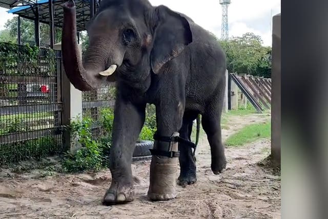 <p>Asian elephant who lost leg to snare gets fitted with new prosthetic</p>