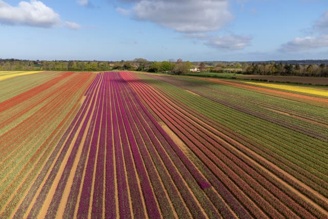 A field of tulips comes into colour near King’s Lynn in Norfolk (Joe Giddens/PA)