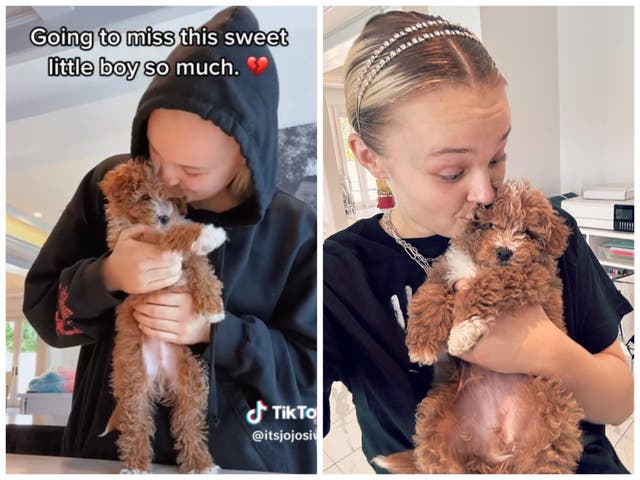 <p>JoJo Siwa pays tribute to 'perfect' puppy who died two months after getting him</p>