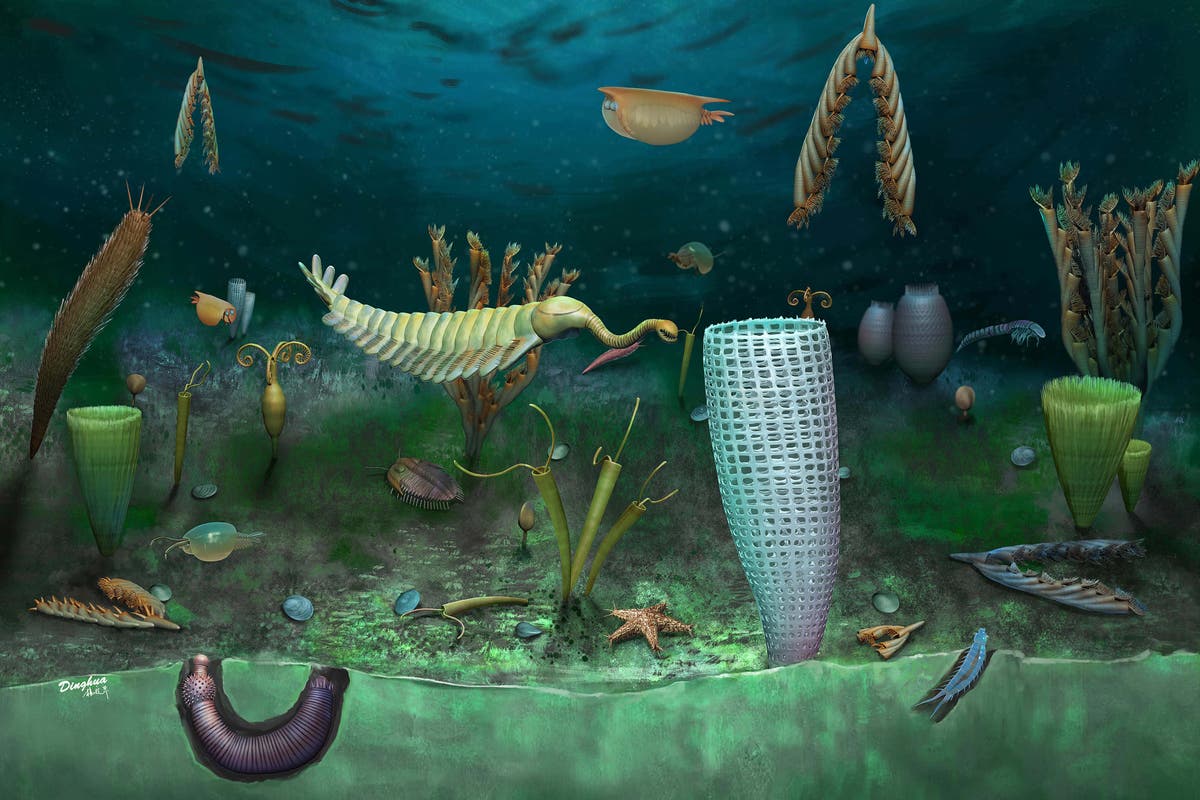 One of the world’s greatest fossil finds made in Wales | The Independent