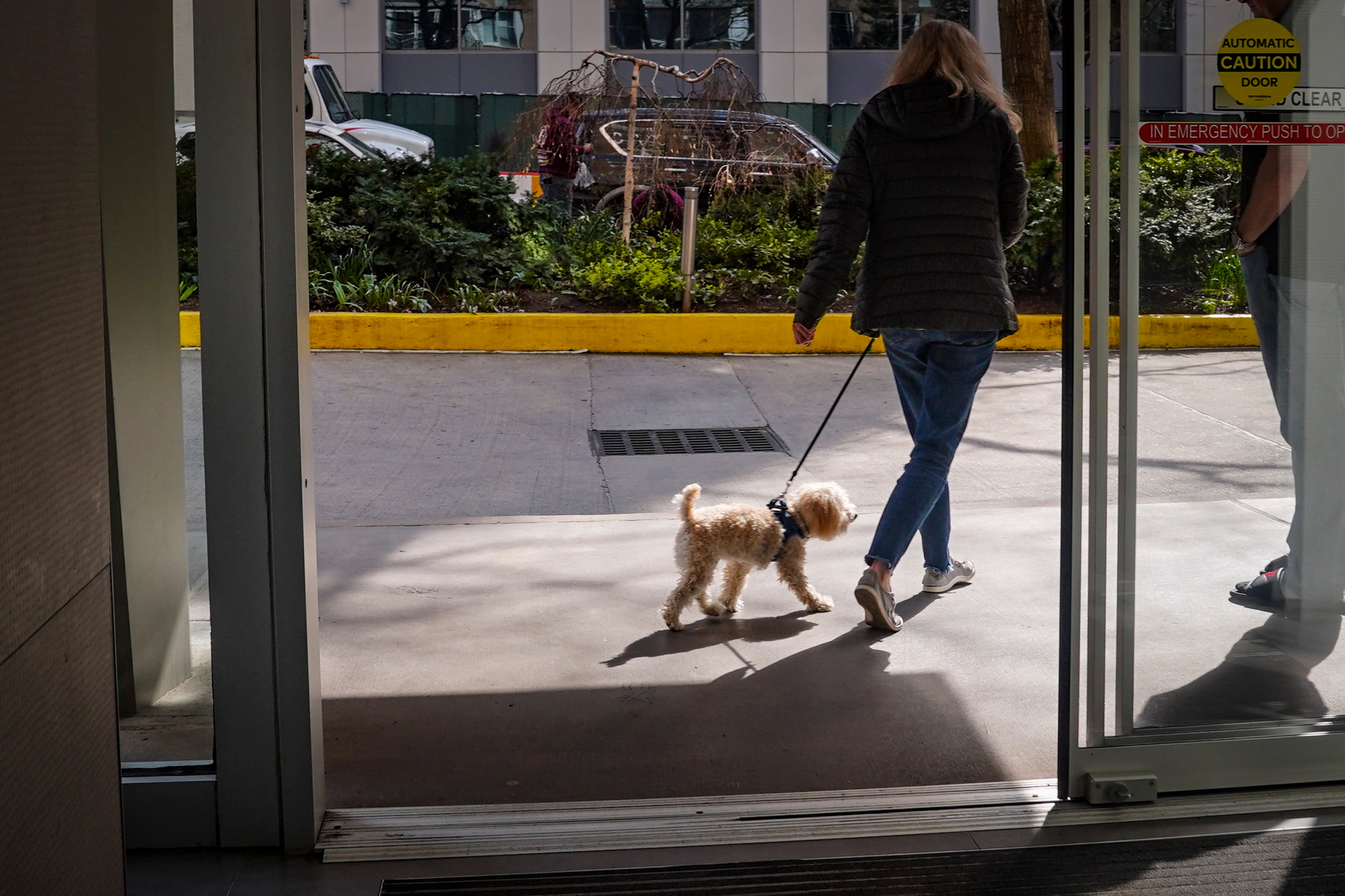 Marijuana-Dog Poisonings