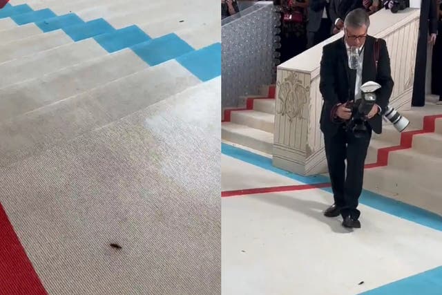 <p>A cockroach made an appearance on the red carpet at the 2023 Met Gala</p>