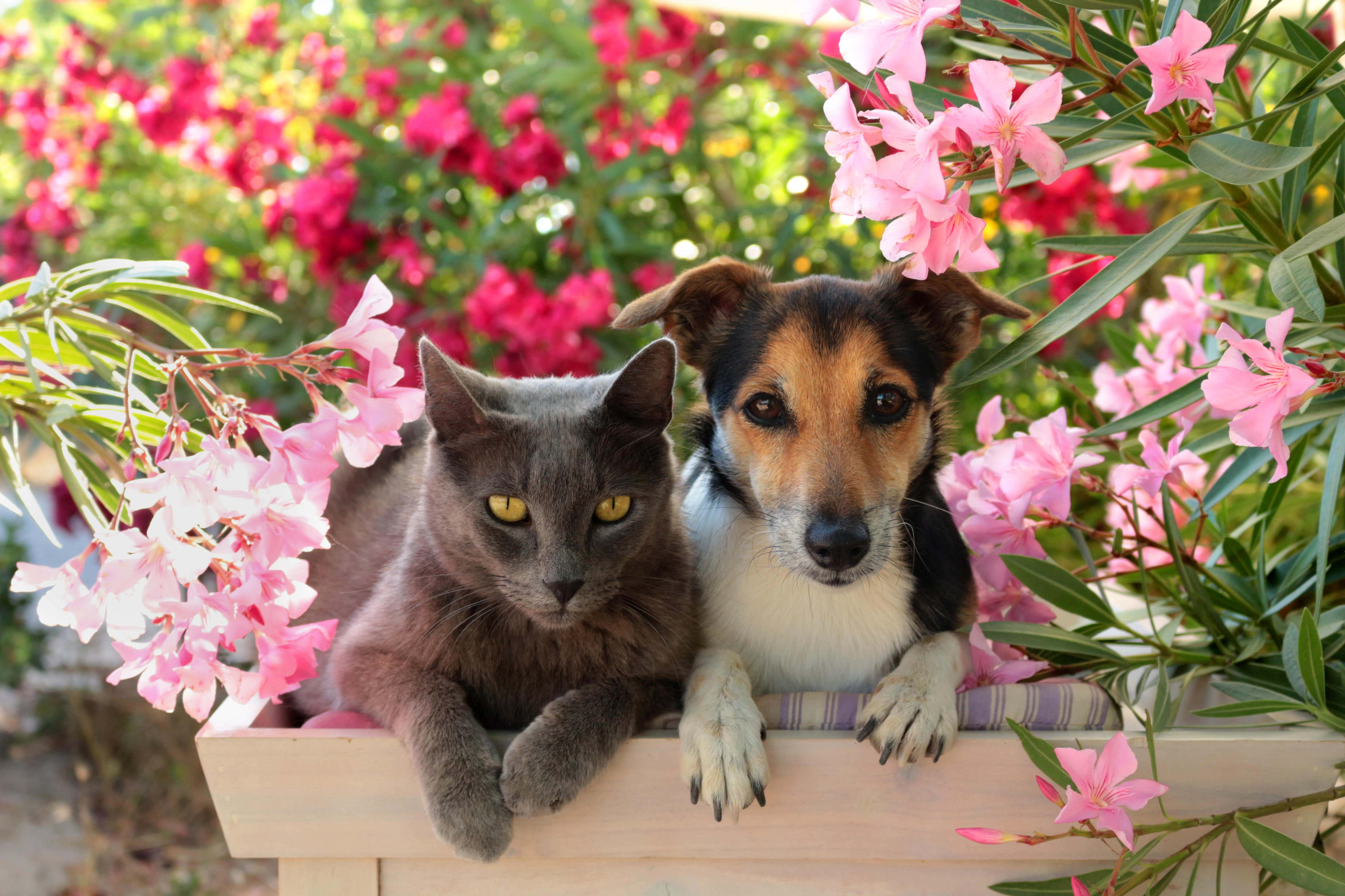 The European Food Safety Authority (EFSA) has urged people to keep cats and dogs inside