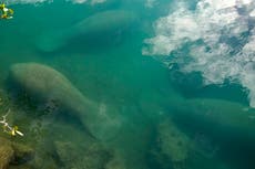Groups to sue federal officials over manatee protection