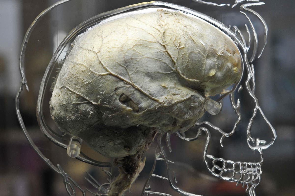 Academics launch search for &lsquo;super memorisers&rsquo; for new study