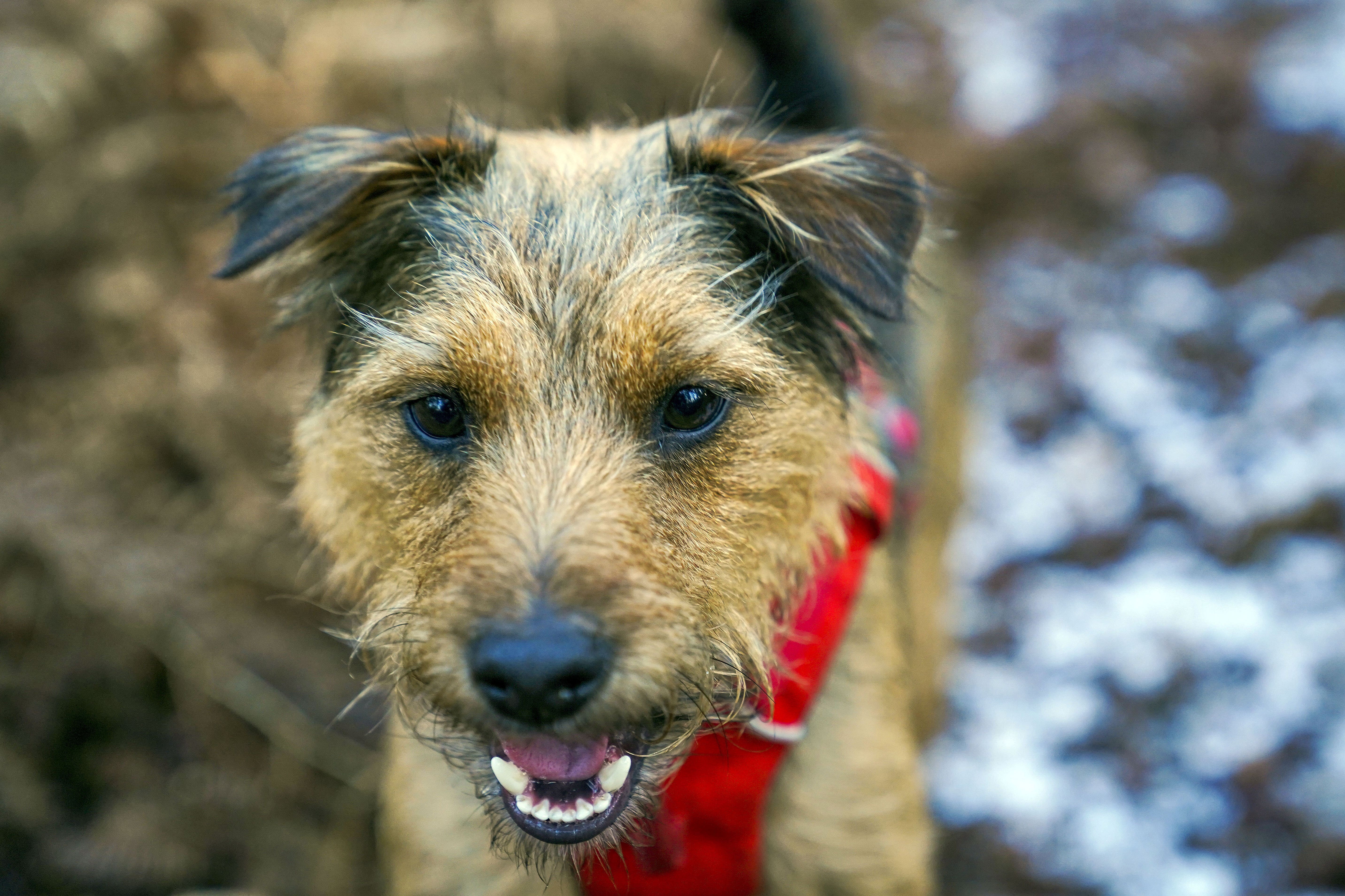 A vet has warned pet owners of signs to look out for that a dog could be in serious pain