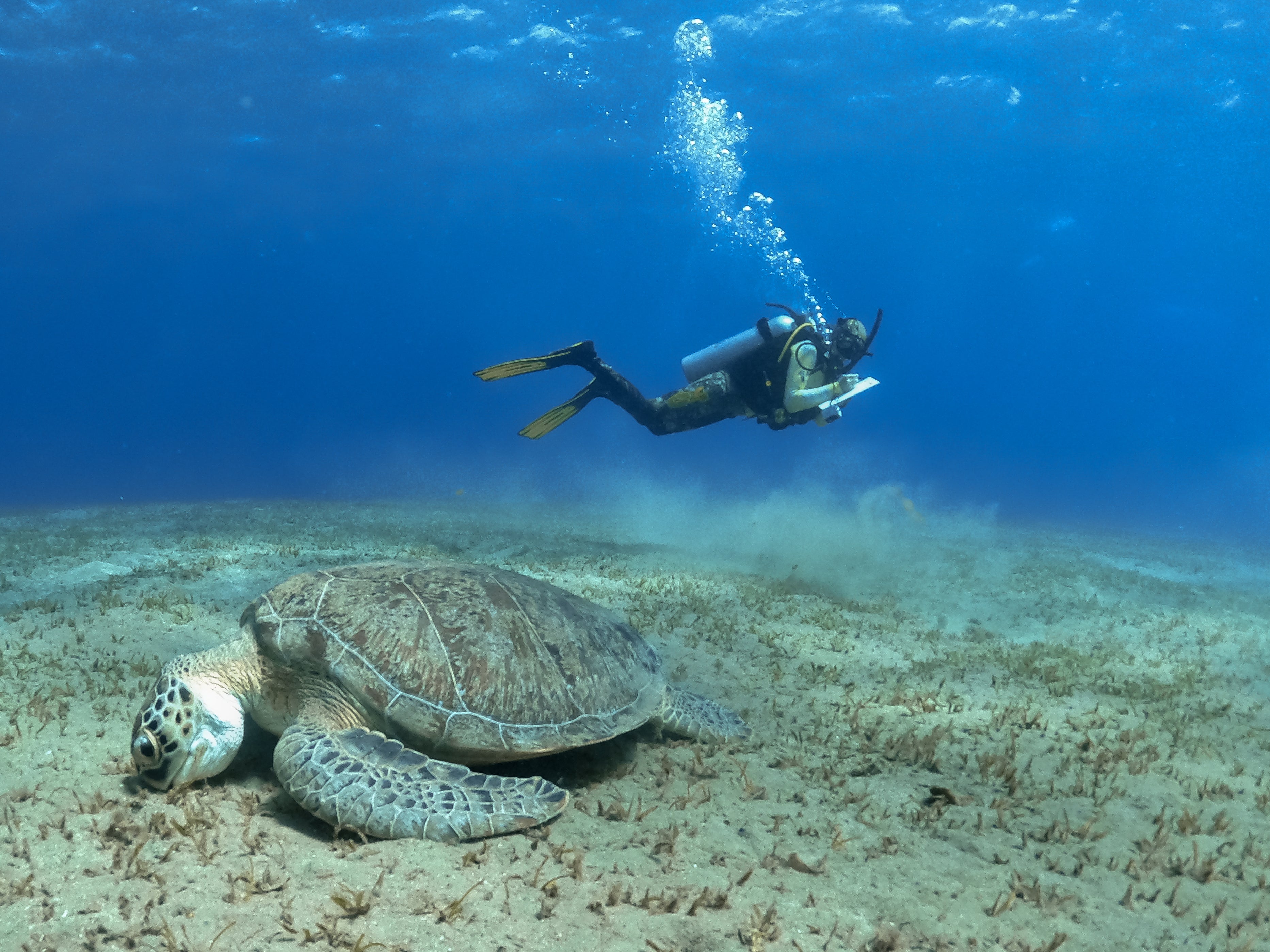 Red Sea Safaris dives combine marine-life spotting with data collection