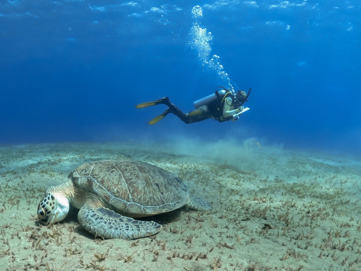 Dive like an Egyptian: How one Red Sea resort is cleaning up its act – and the ocean