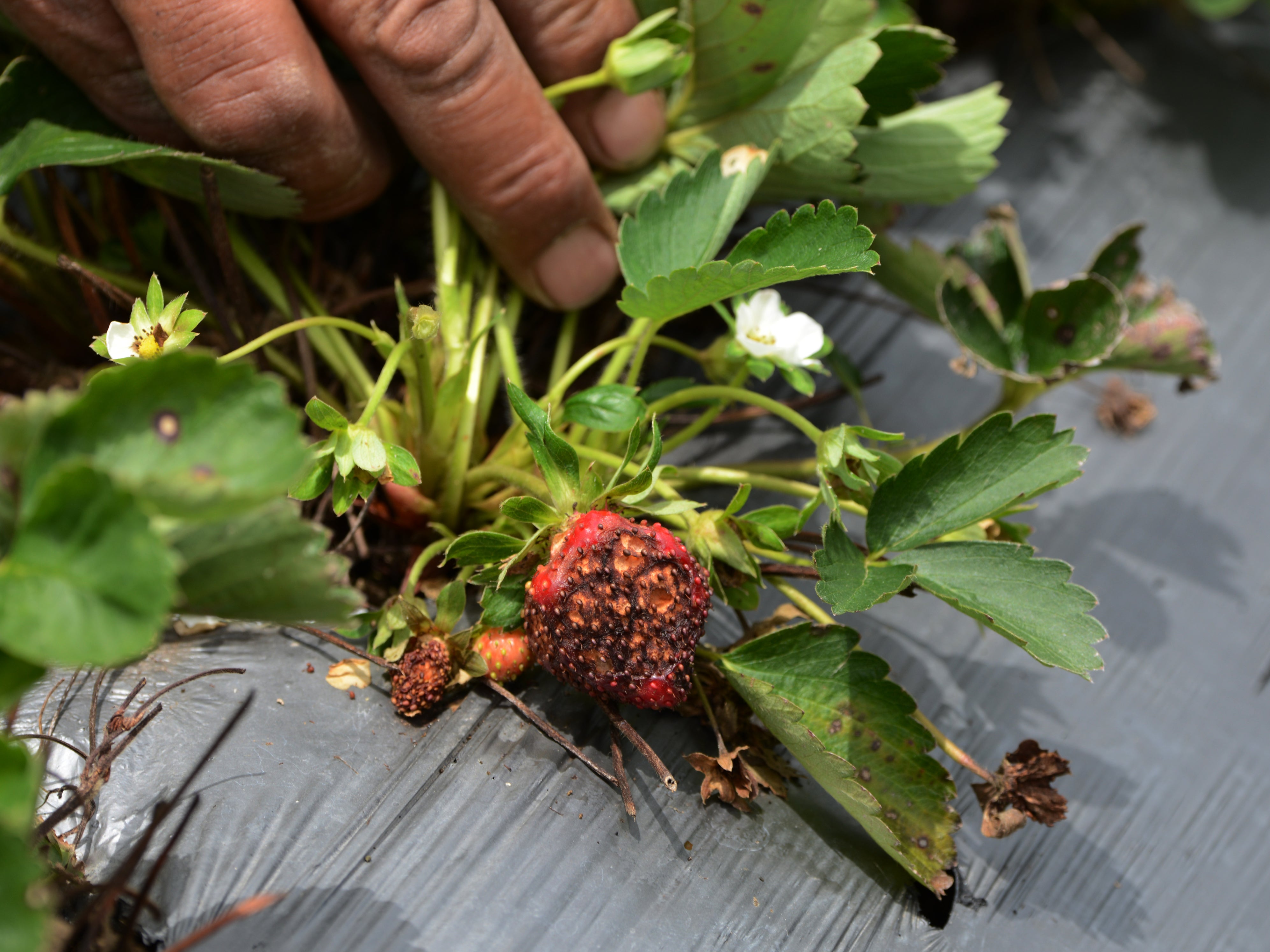 Pictured: A farmer in Honduras checks his strawberries for a fungus whose spread is being driven by climate breakdown