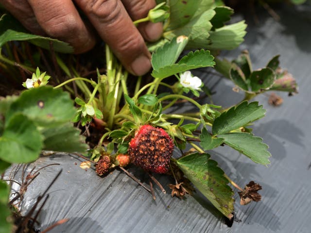 <p>Pictured: A farmer in Honduras checks his strawberries for a fungus whose spread is being driven by climate breakdown</p>