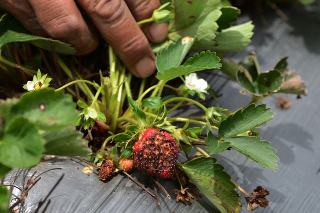 <p>Pictured: A farmer in Honduras checks his strawberries for a fungus whose spread is being driven by climate breakdown</p>