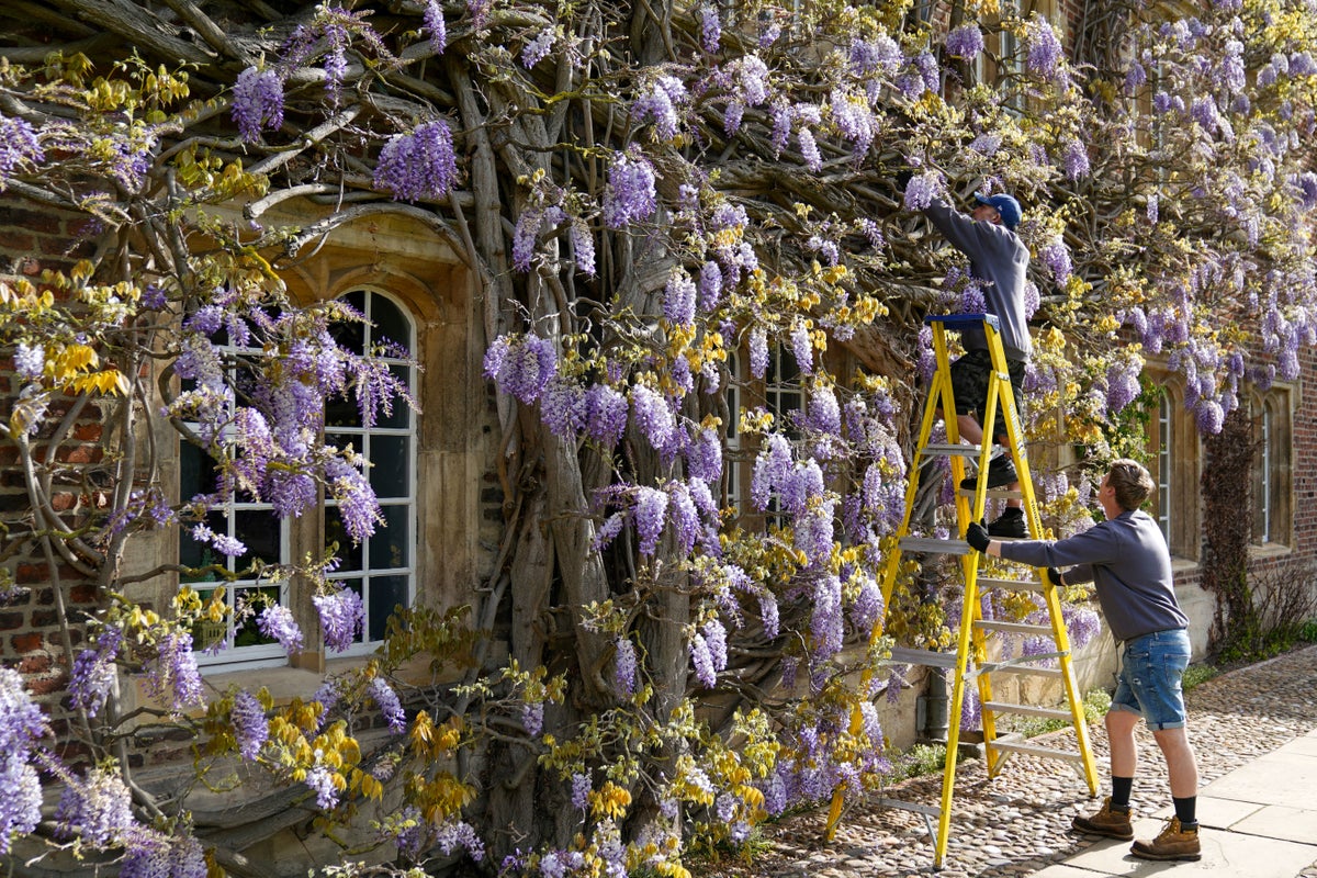 Wisteria more than 100 years old in bloom at University of Cambridge