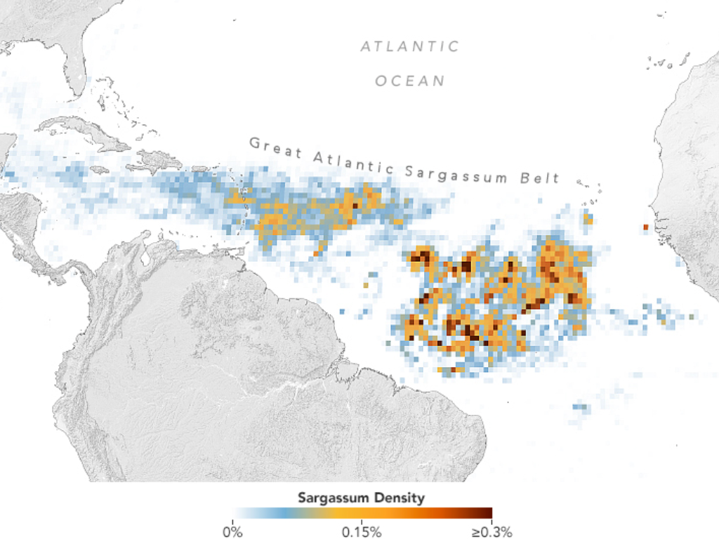 A belt of seaweed, stretching from the west coast of Africa to the Gulf of Mexico, was found to be the largest on record for March, according to NASA