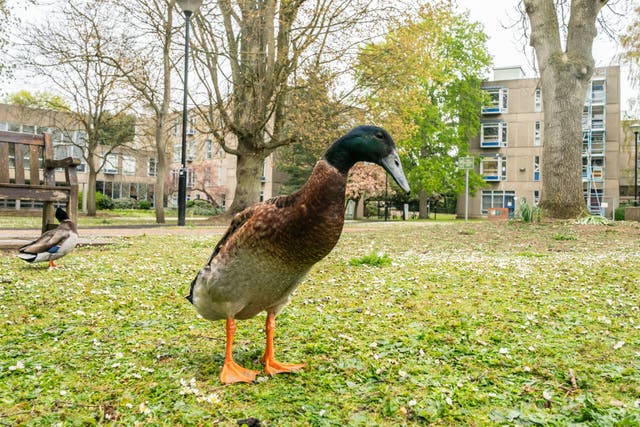 York university campus duck Long Boi went viral due to his impressive stature (Danny Lawson/PA)
