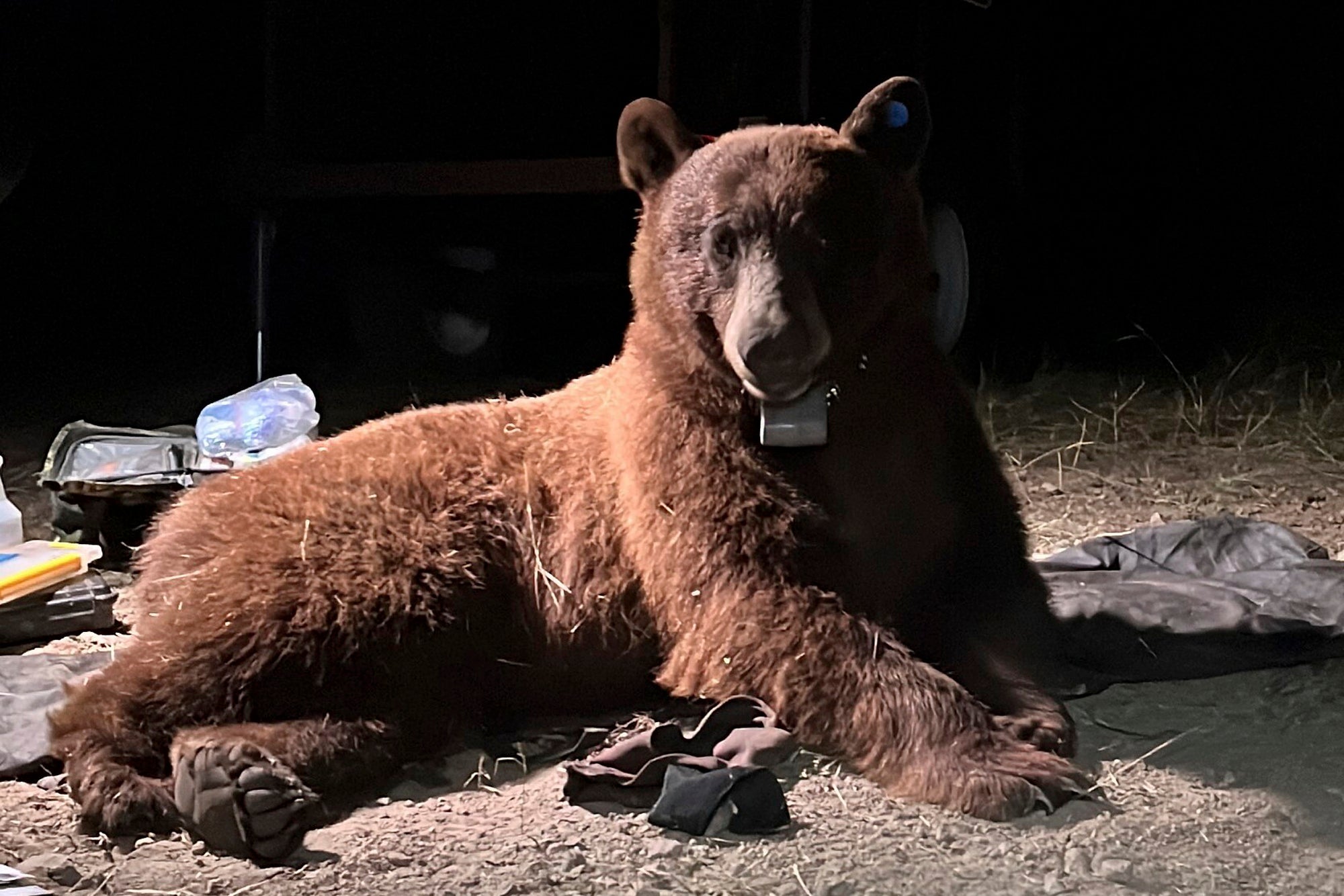 Black Bear-Southern California