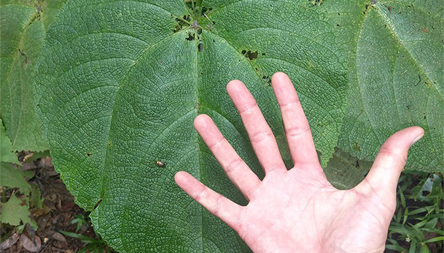 <p>Australian Gympie-Gympie stinging tree</p>