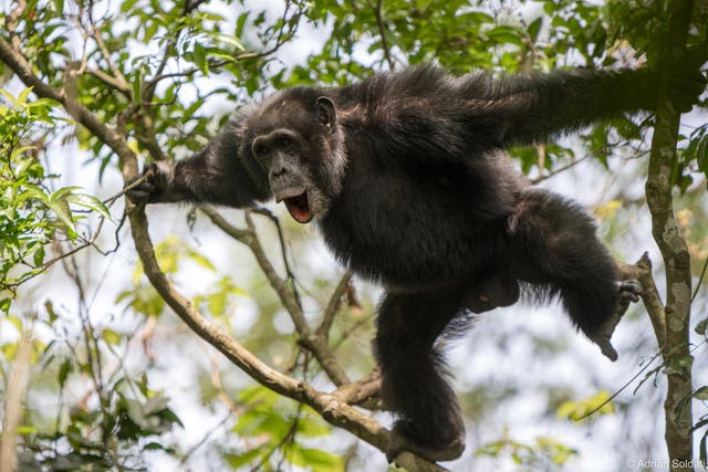 Experts say chimpanzees are known to produce a number of different vocalisations to manage their social and ecological lives (Adrian Soldati/University of Warwick)