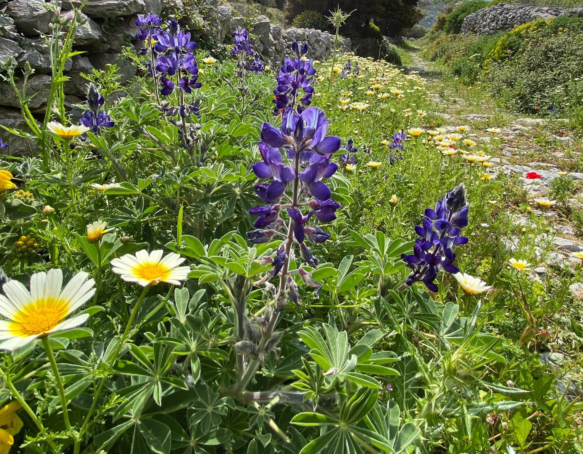 Lupins and crown daisies are among over 900 flowering plants recorded on Naxos