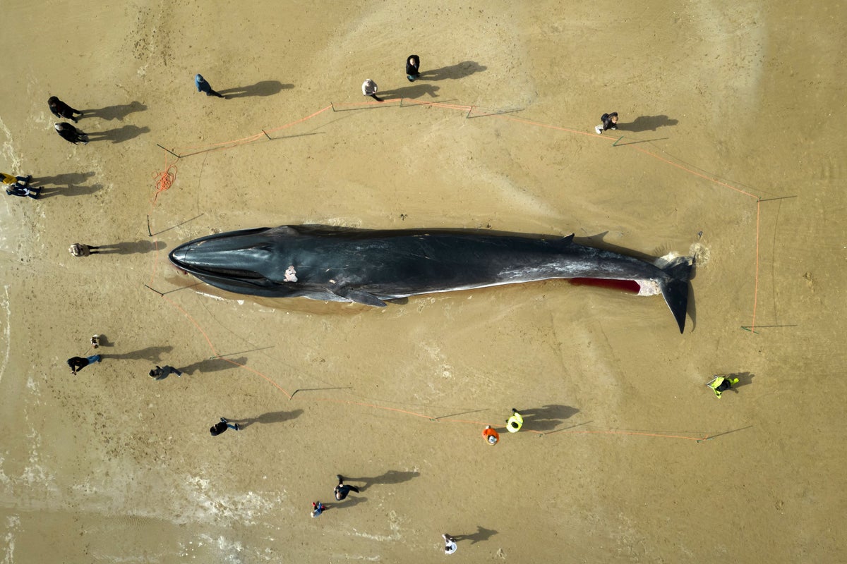 ‘Challenging operation’ removing dead fin whale from beach, says council