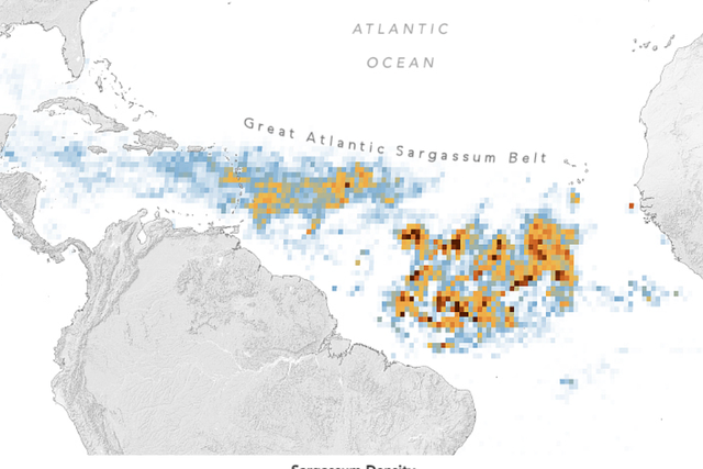 <p>A belt of seaweed, stretching from the west coast of Africa to the Gulf of Mexico, was found to be the largest on record for March, according to NASA</p>