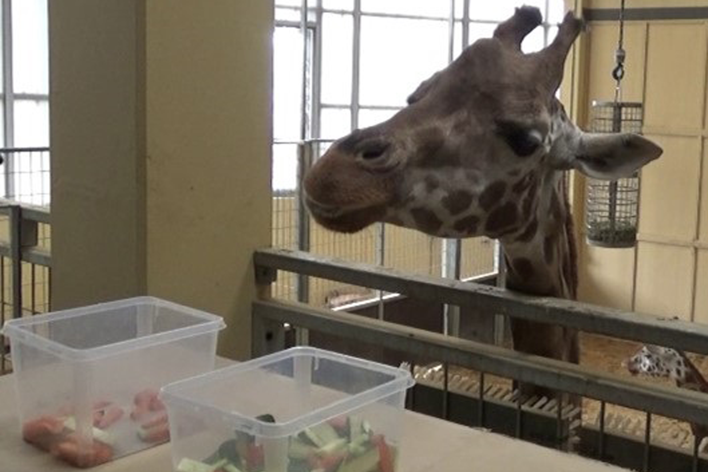 A giraffe looking at containers with vegetable sticks (Alvaro Caicoya/University of Barcelona)