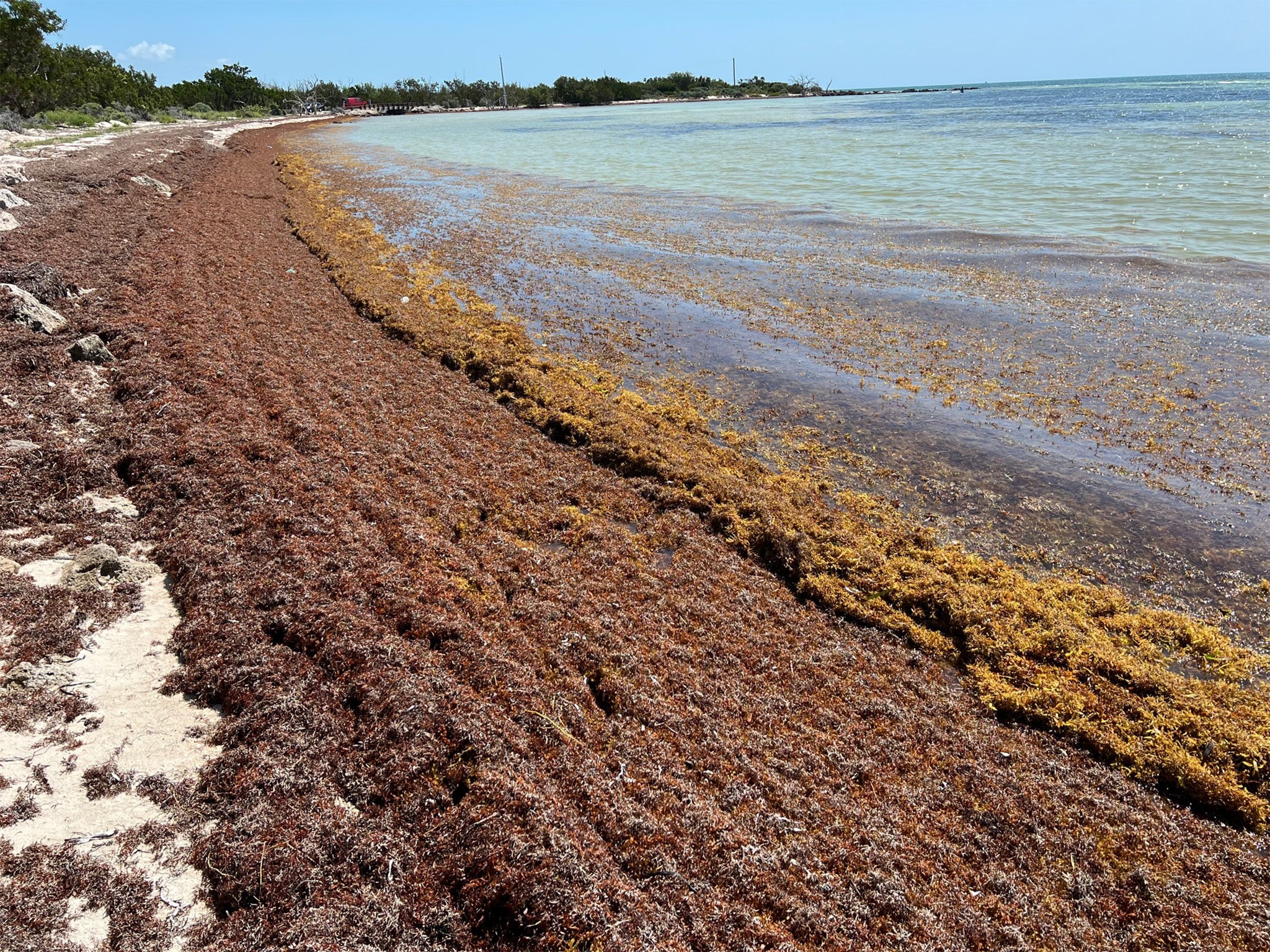 The beach at Bahia Honda State Park in the Florida Keys covered in Sargassum seaweed in late March