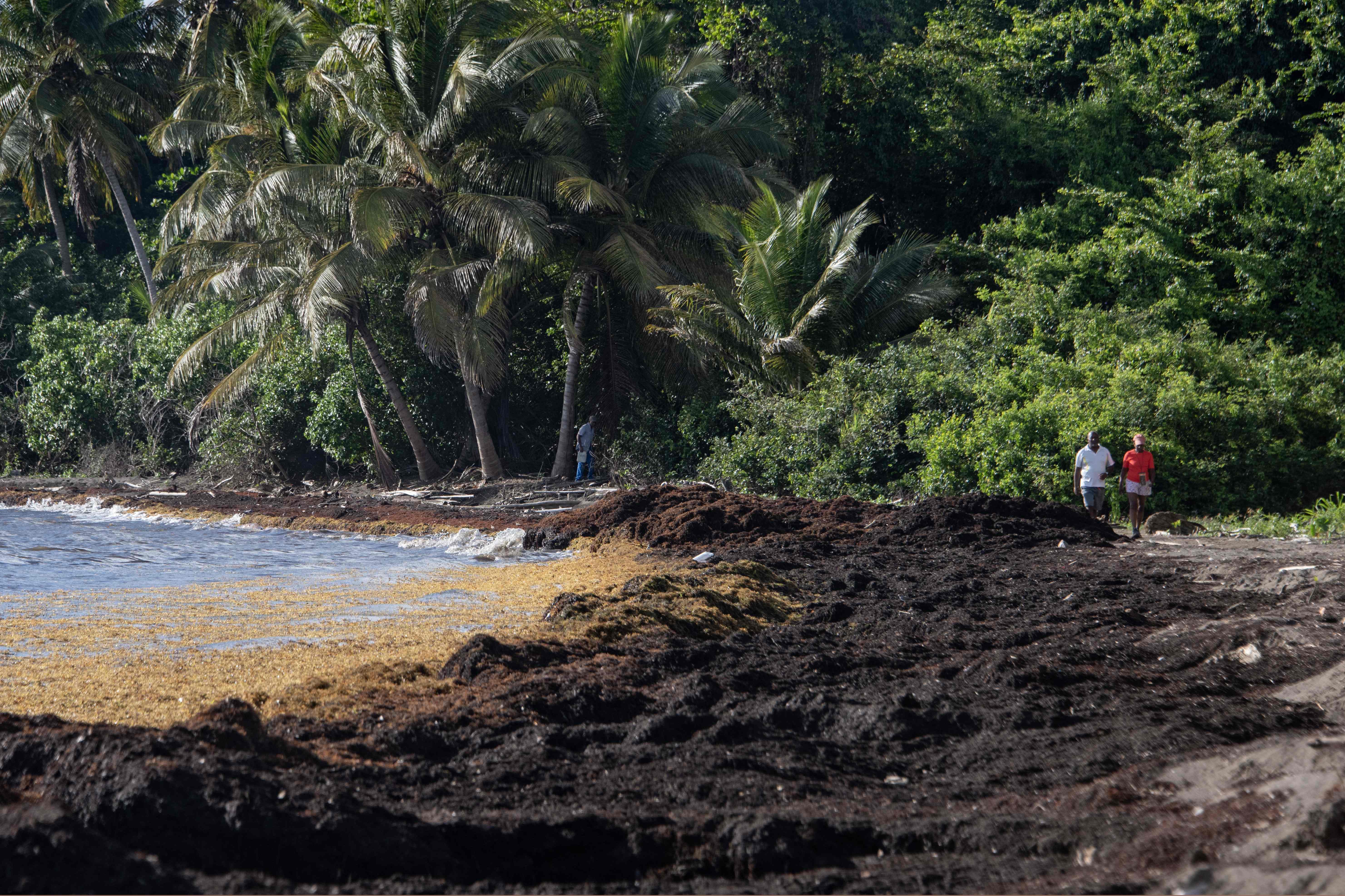 <p>People walk along a beach past live (brown) and dead (black) sargassum washing ashore in Petit Bourg, in the French Caribbean island of Guadeloupe on April 16, 2023</p>