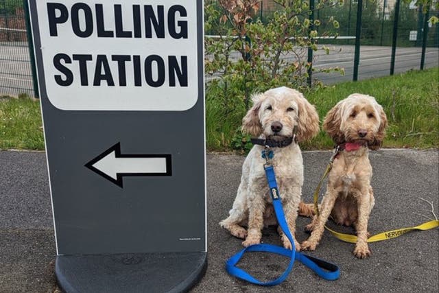 <p>Cockapoos Harvey and Luna outside a polling station in Bracknell, Berkshire, while owner Darren Nisbett voted on Thursday</p>