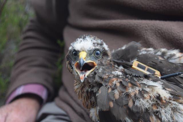Three-quarters of the missing hen harriers were part of satellite-tagged projects, the RSPB said (handout/RSPB//PA)