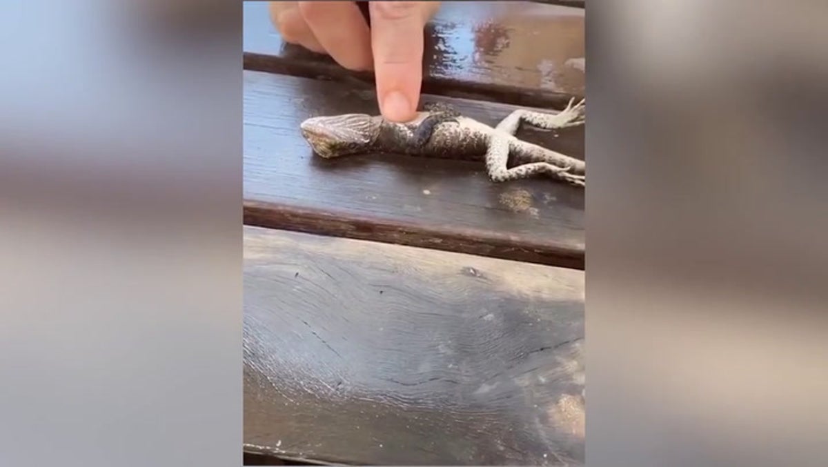Off-duty firefighter revives drowned lizard with CPR