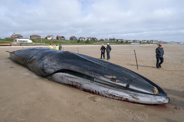 The carcass of the whale on Bridlington beach (Danny Lawson/PA)