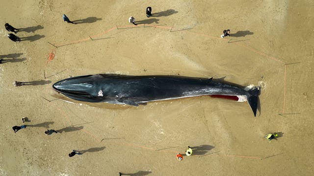 <p>The carcass of a 55ft (17m) fin whale (Balaenoptera physalus), lies on Bridlington beach, in East Yorkshire</p>