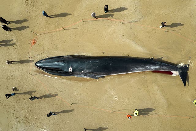 <p>The carcass of a 55ft (17m) fin whale (Balaenoptera physalus), lies on Bridlington beach, in East Yorkshire</p>