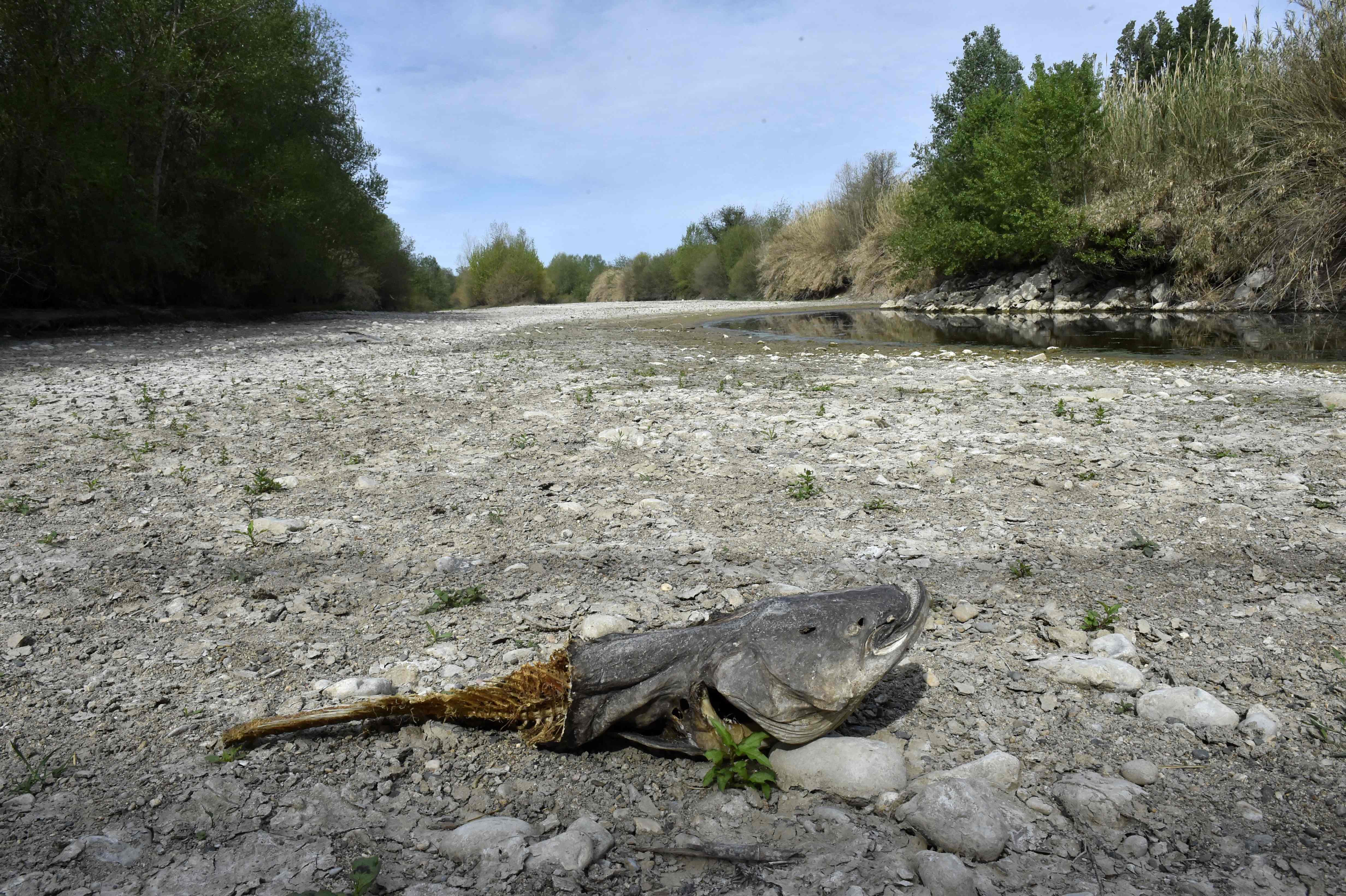 <p>A dead catfish on the dried river bed of the Agly River in Rivesaltes, Pyrénées-Orientales. The region has been one of the worst affected by a winter drought</p>
