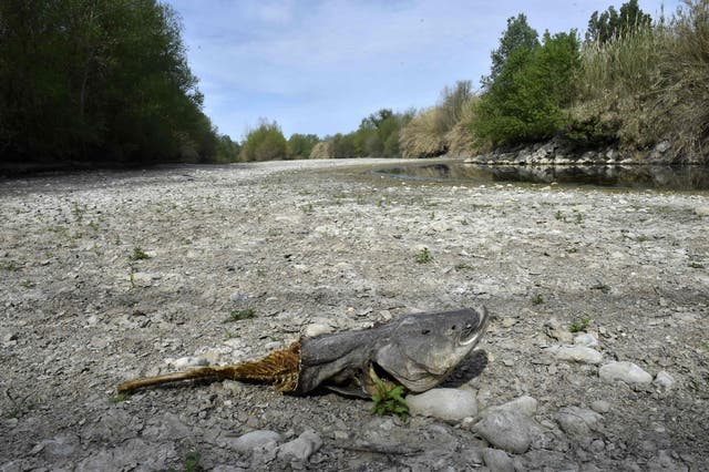 <p>A dead catfish on the dried river bed of the Agly River in Rivesaltes, Pyrénées-Orientales. The region has been one of the worst affected by a winter drought</p>