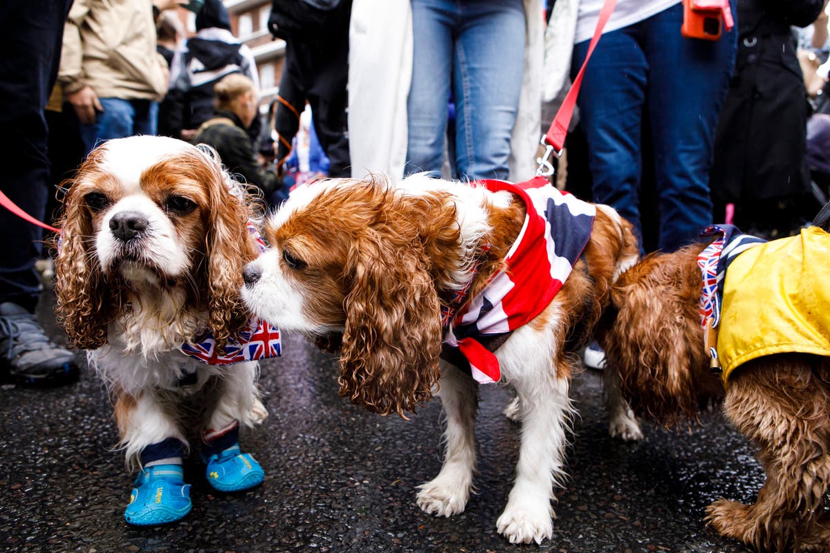Spaniel parade &lsquo;fitting honour&rsquo; for the new King, says organiser