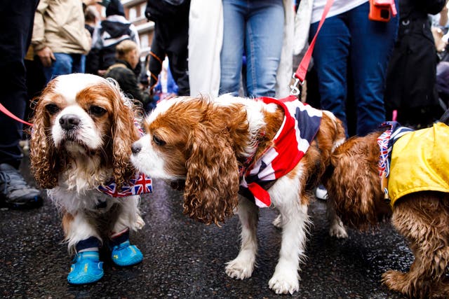 King Charles spaniels dressed in union jack coats during the parade across King’s Road, Chelsea, London (Cadogan)