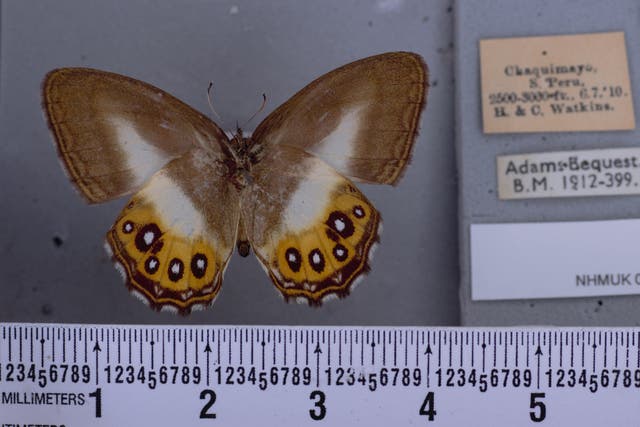 Saurona triangula butterfly (B. Huertas/Trustees Natural History Museum)