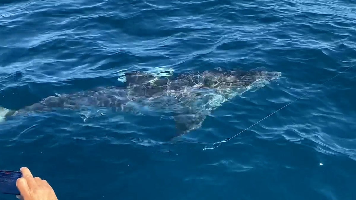 Moment lucky tourist accidentally catches a great white shark on fishing excursion