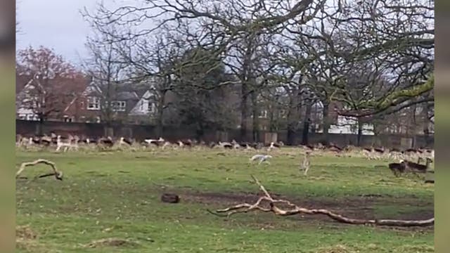 <p>Dog chases frightened deer in London park as owner charged three times for offence</p>