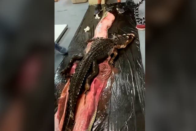<p>Moment scientists discover huge alligator inside body of 18-foot Burmese python</p>